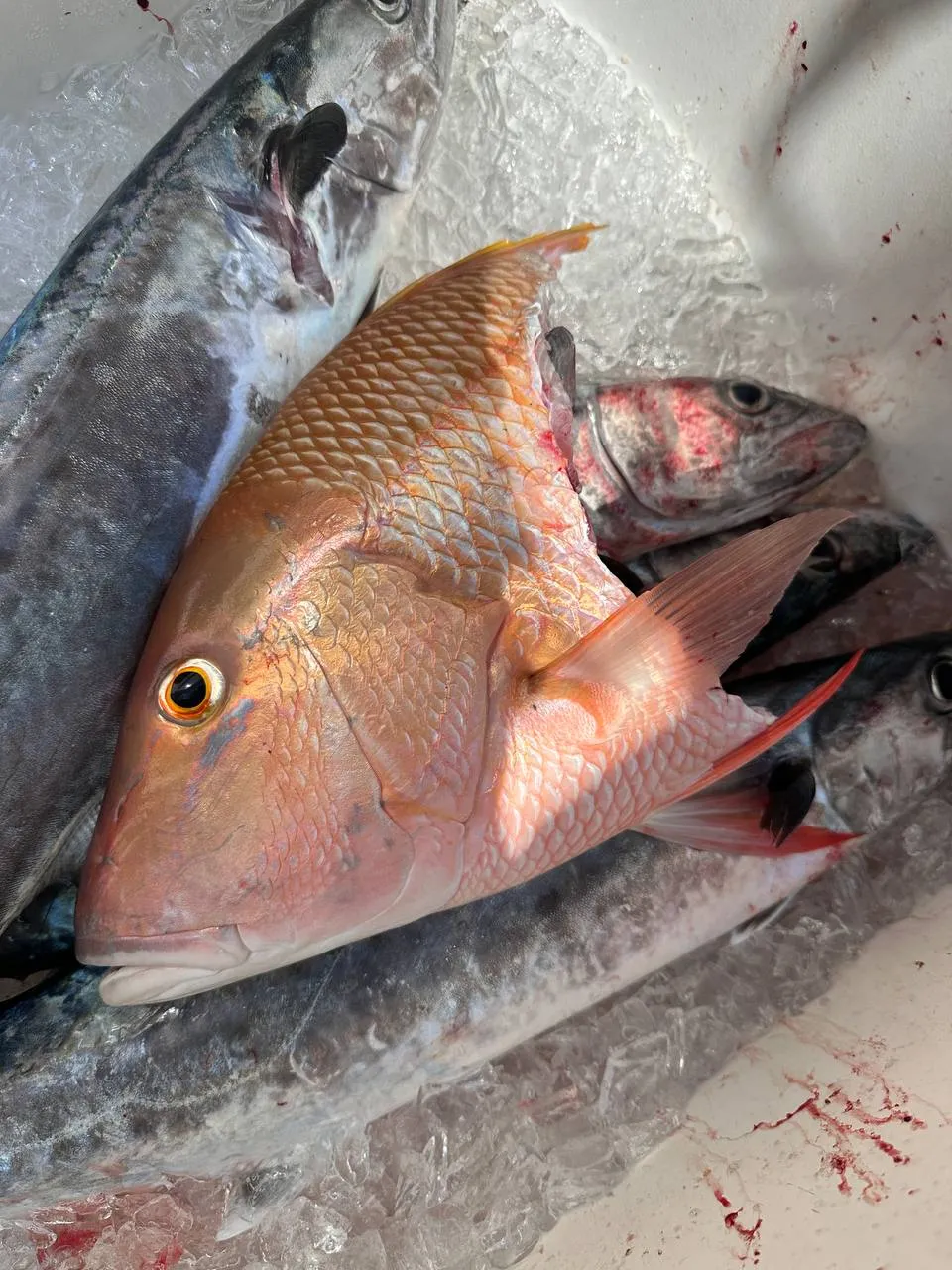 Mutton snapper and kingfish on ice — DirtyBoat Charters, Islamorada