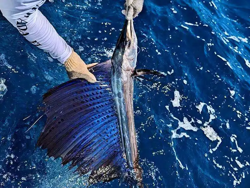 Sailfish jumping on an Islamorada sailfish charter