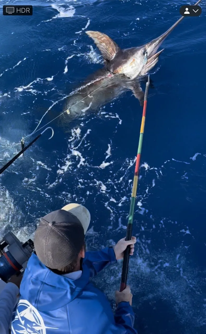 First Mate John reaches for the gaff on the 463lb record swordfish with the dart in her — DirtyBoat Charters Islamorada