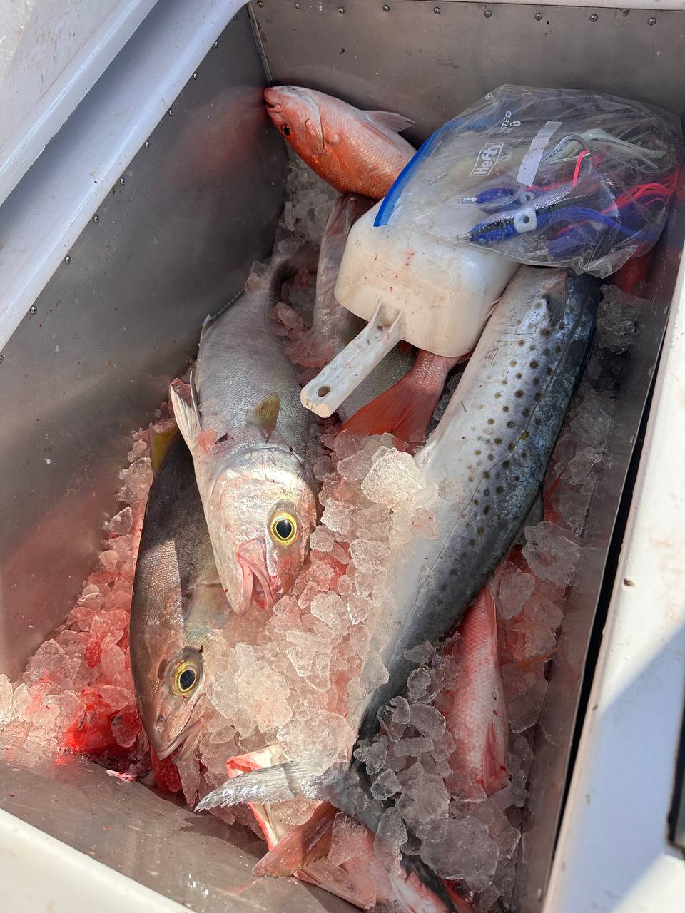 The fish box tells the story — keeper swords buried under snappers