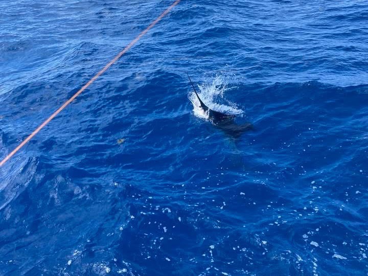 Sailfish free-jumping behind the Miss Penny