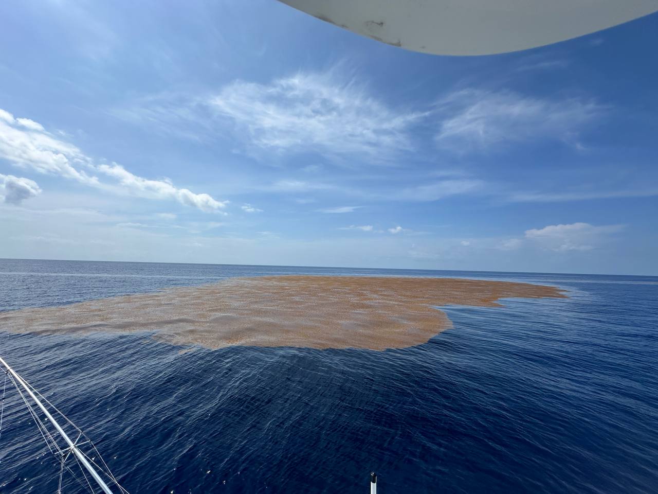 Massive sargassum mat offshore, the kind of patch that keeps you looking
