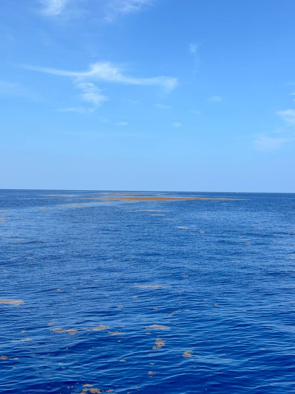 Giant weed patches offshore in 2,000 feet during the Naples crew mahi hunt