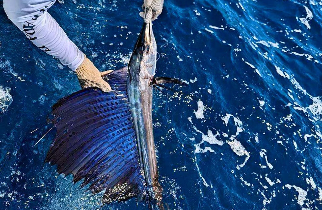 Sailfish