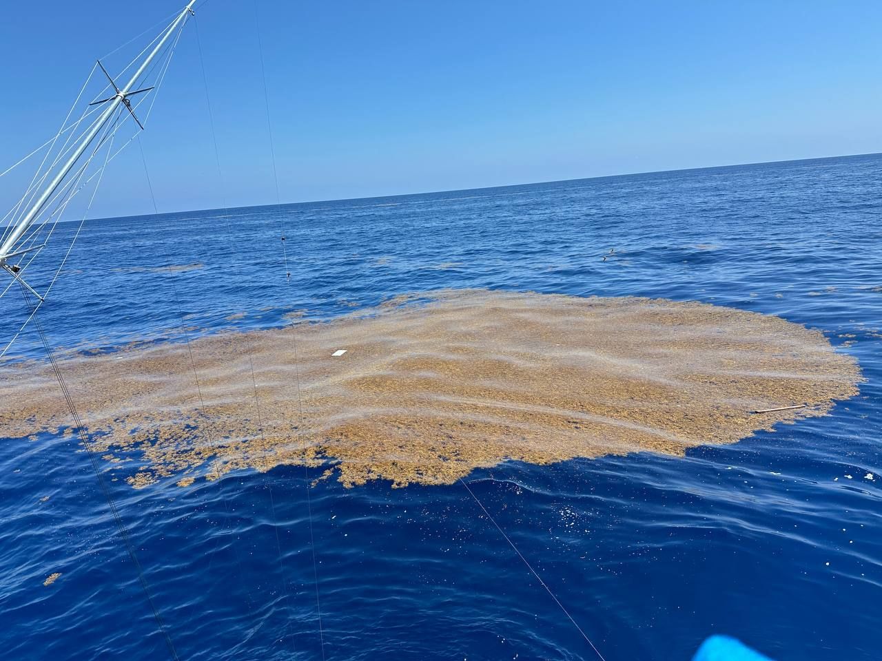A sargassum weed line on the surface offshore of Islamorada