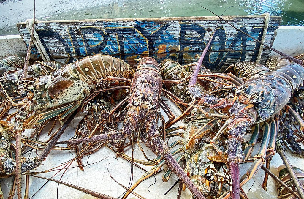 Islamorada Lobster Charters